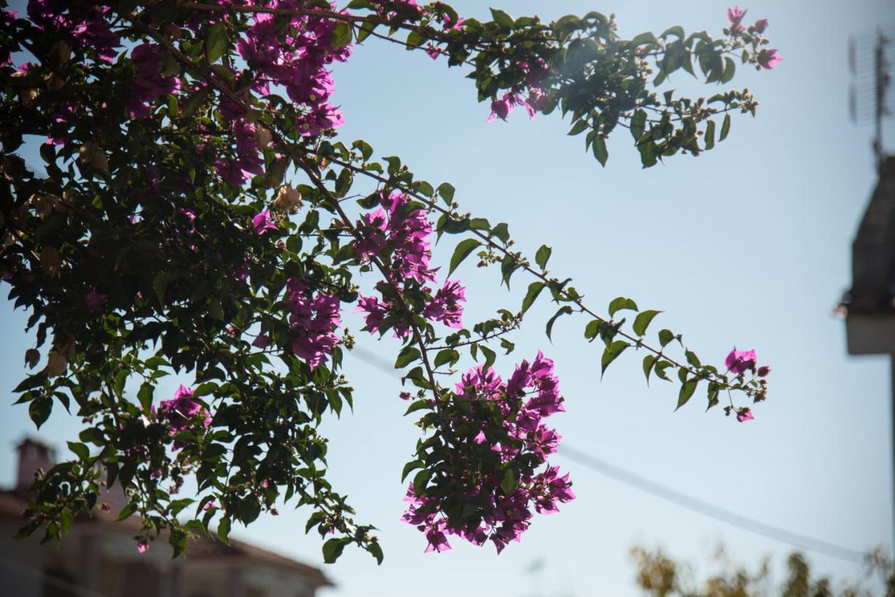 Seasidelongo Houses 1 Min From The Beach Of Nikiti Bagian luar foto